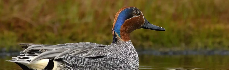 Un'alzavola giace nell'acqua bassa di un lago.