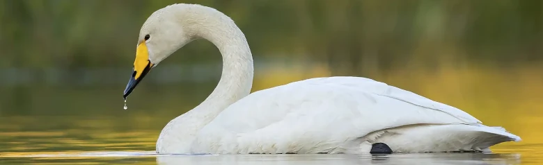 In una luce dorata, si vede un cigno Whooper su un lago. Una goccia d'acqua gocciola dal suo becco.