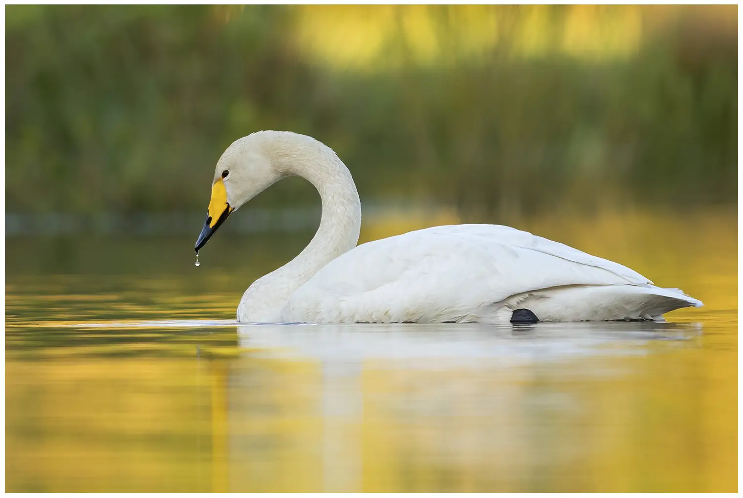 In una luce dorata, si vede un cigno Whooper su un lago. Una goccia d'acqua gocciola dal suo becco.