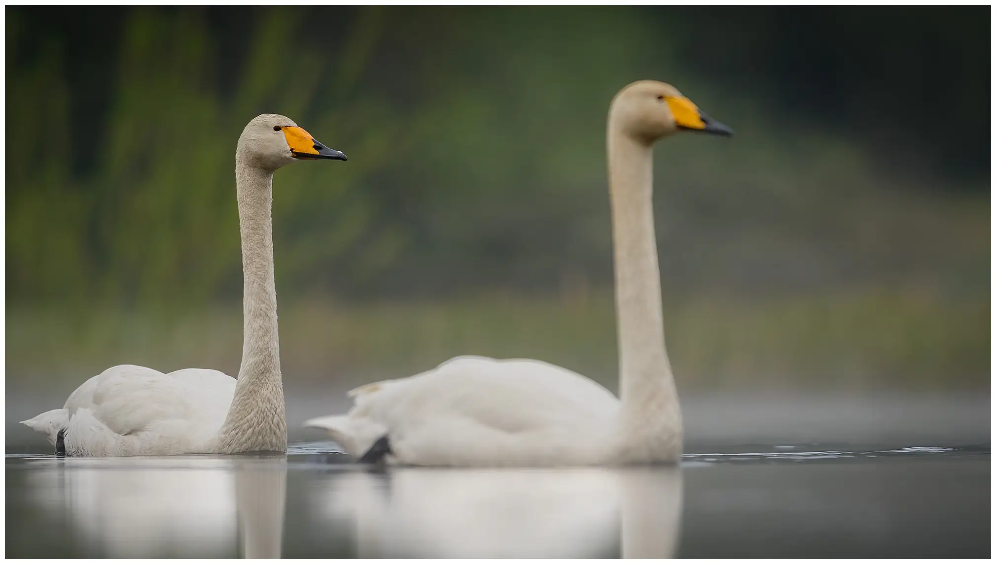 Cigno selvatico