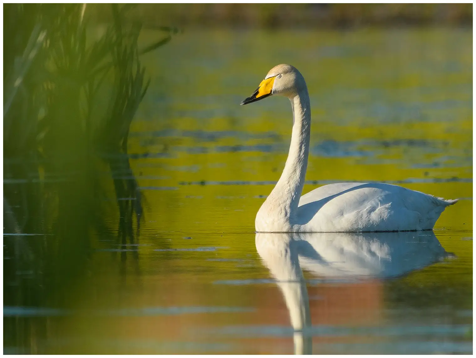 Cigno selvatico