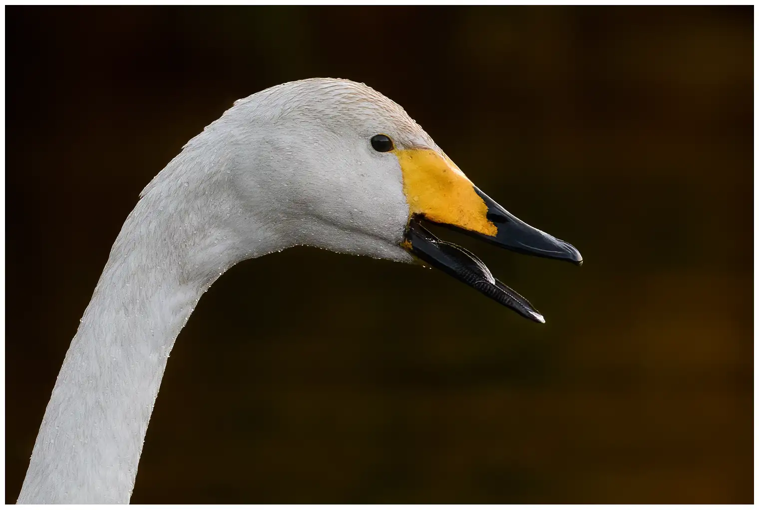 Cigno selvatico
