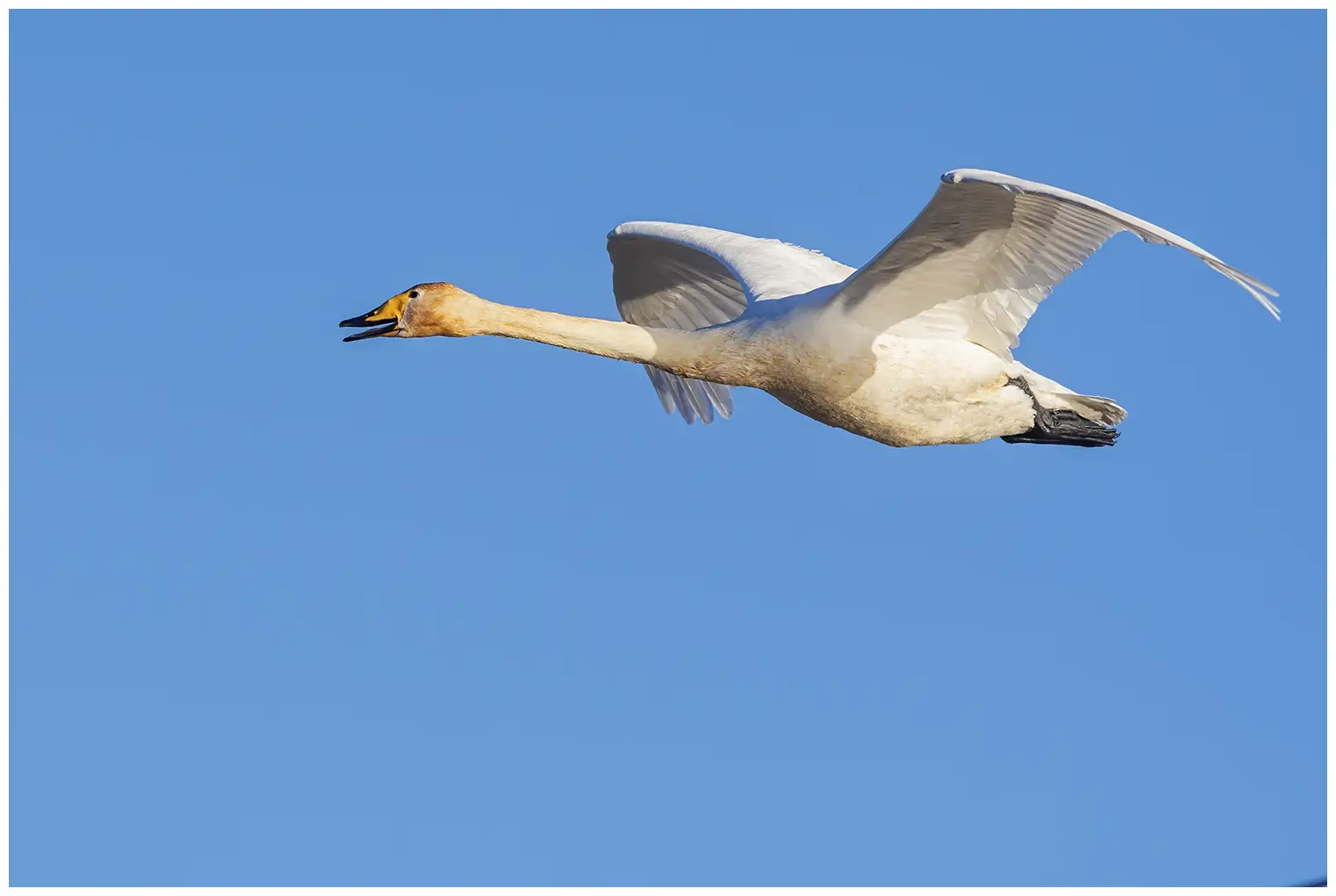 Cigno selvatico