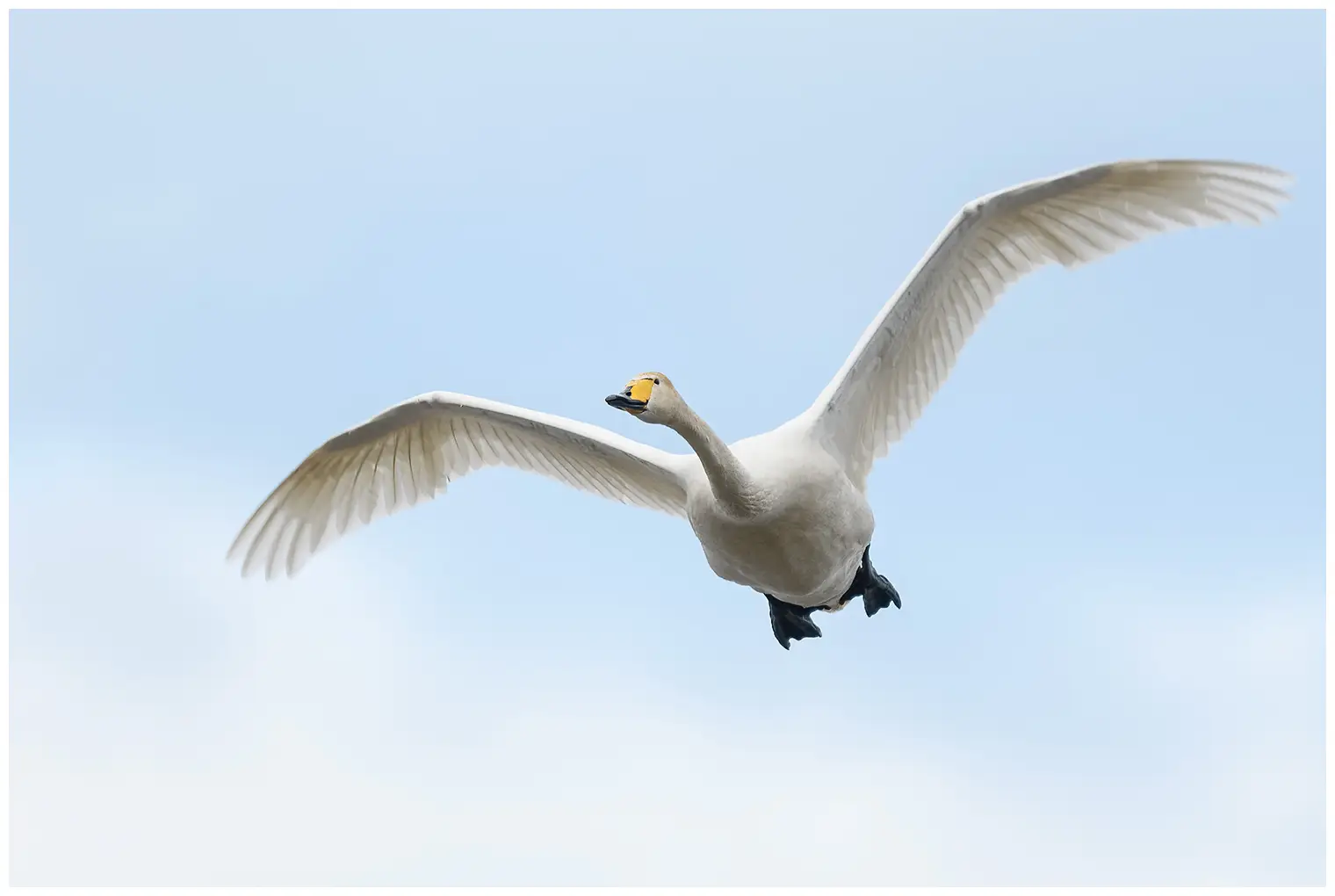 Cigno selvatico