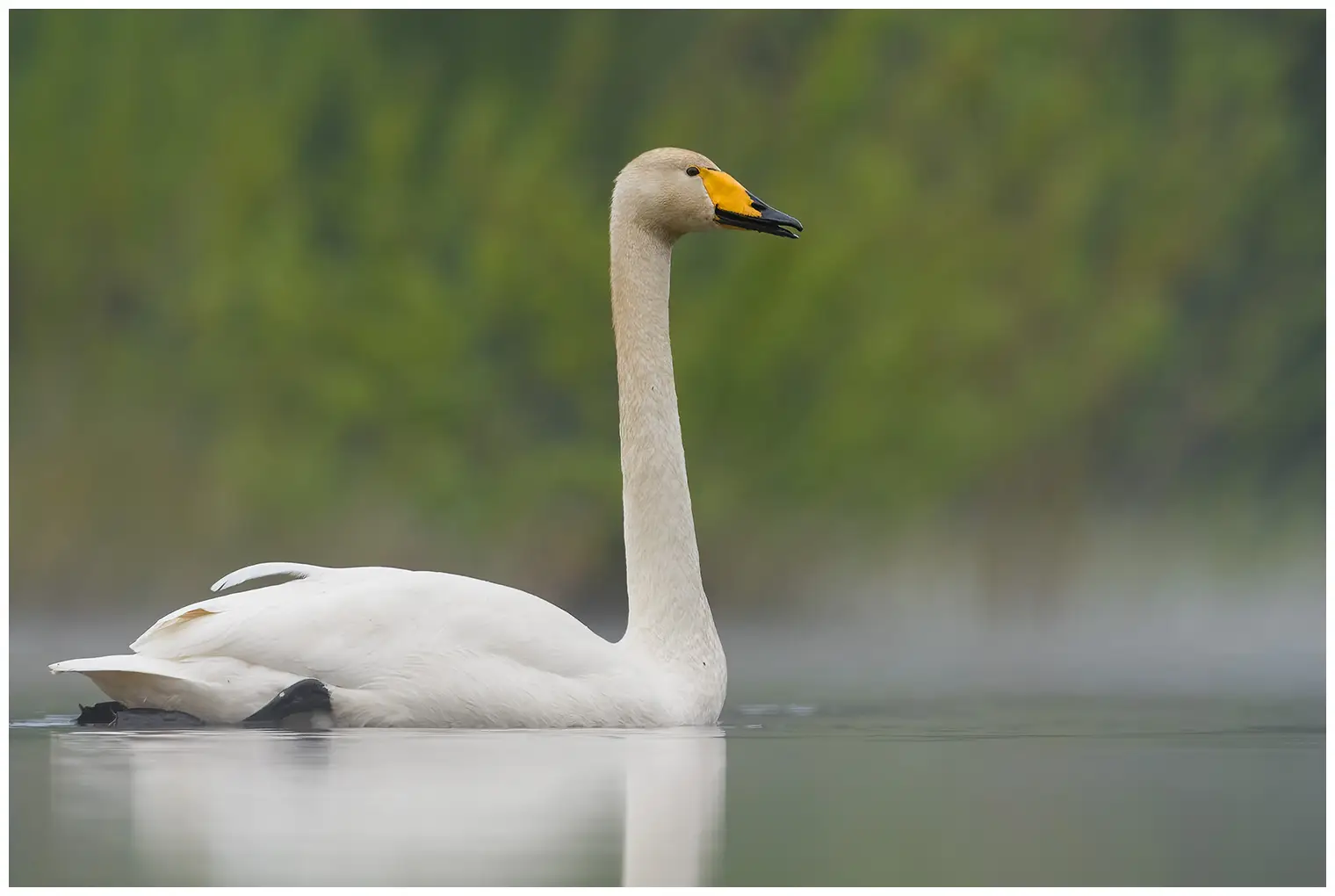 Cigno selvatico