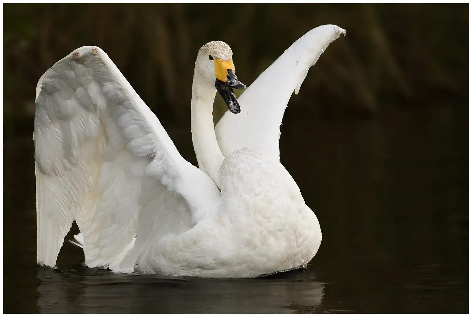 Cigno selvatico