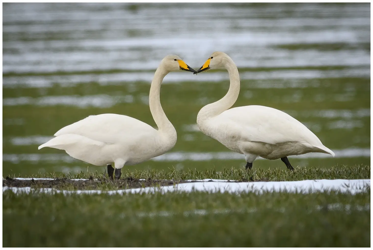 Cigno selvatico