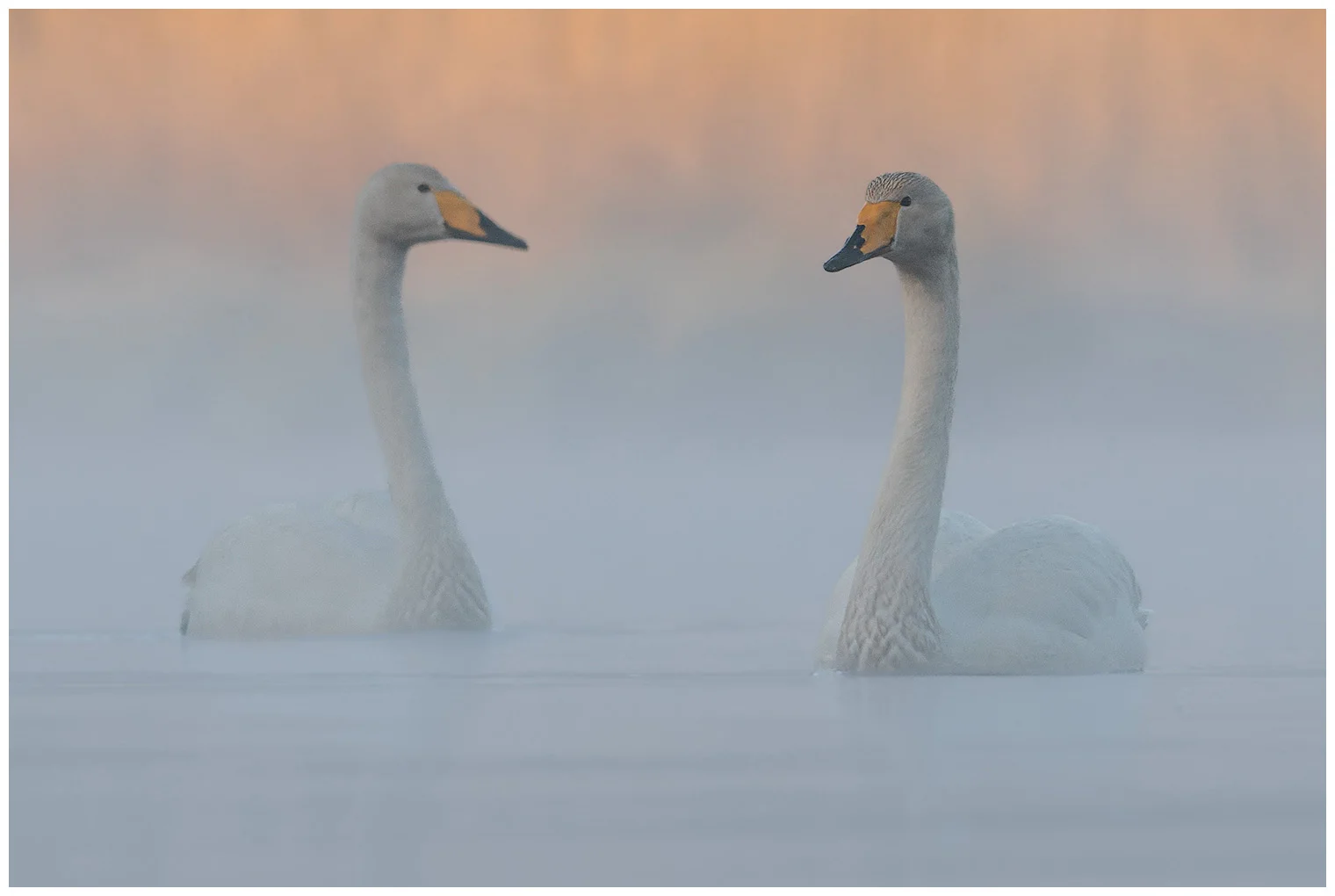 Cigno selvatico