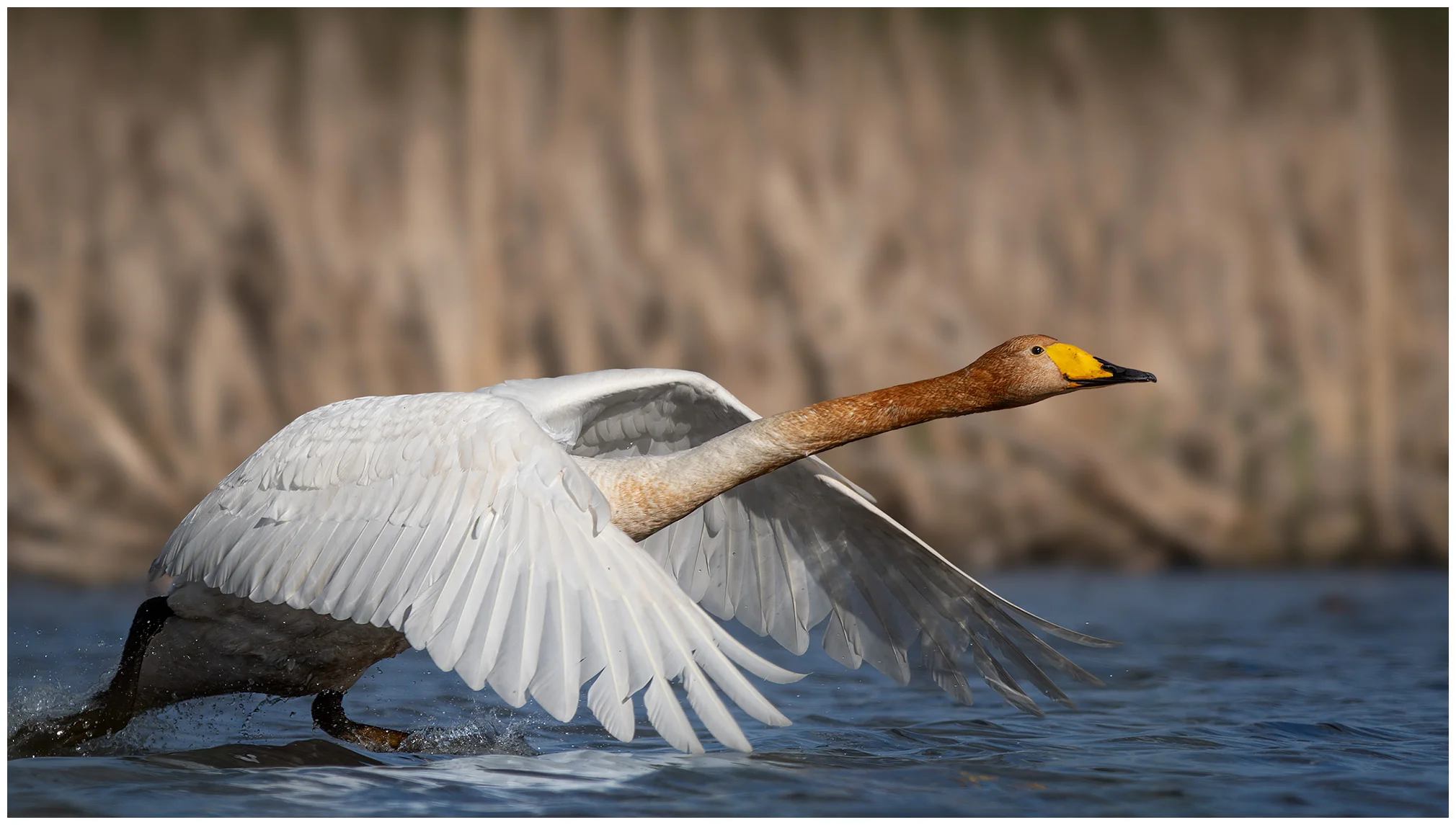 Cigno selvatico