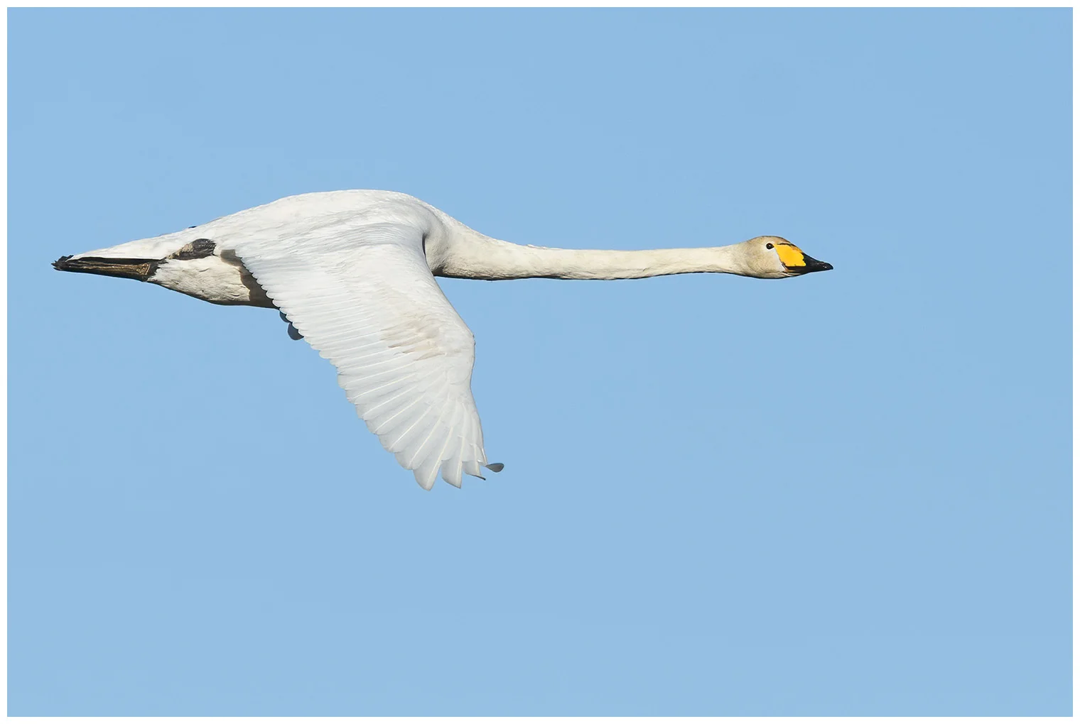 Cigno selvatico