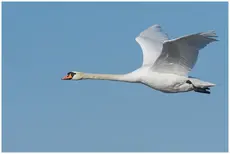 Cigno reale