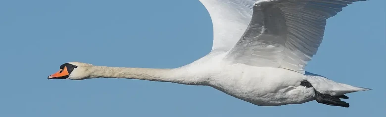 Un Cigno reale volante fende l'aria con le ali rivolte verso l'alto.