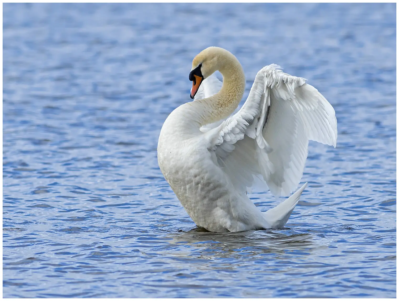 Cigno reale