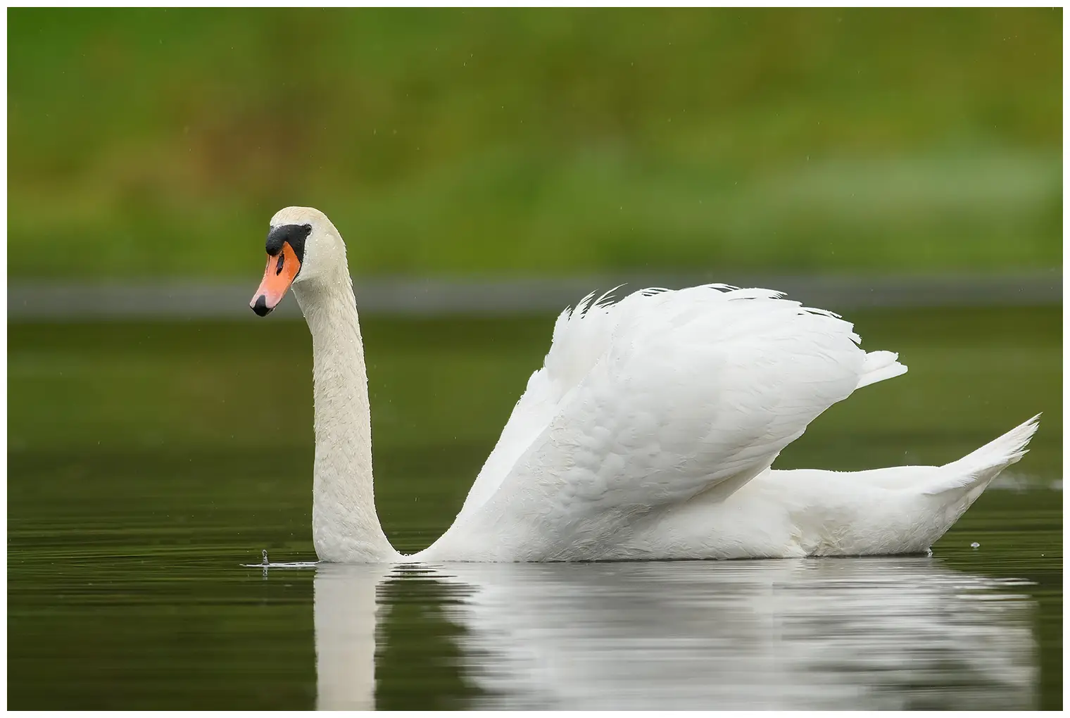 Cigno reale