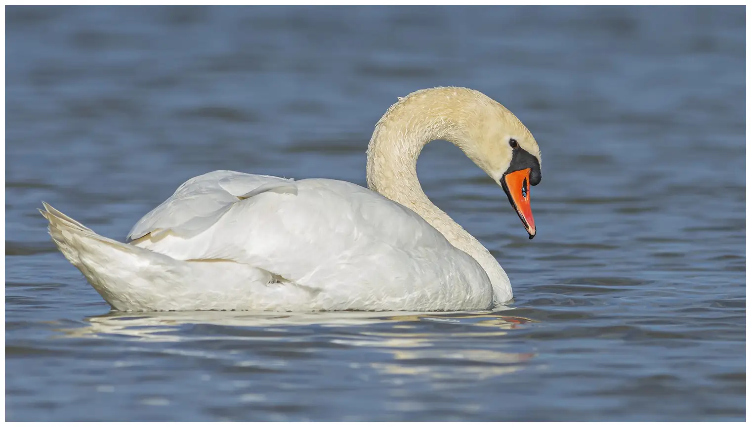 Cigno reale
