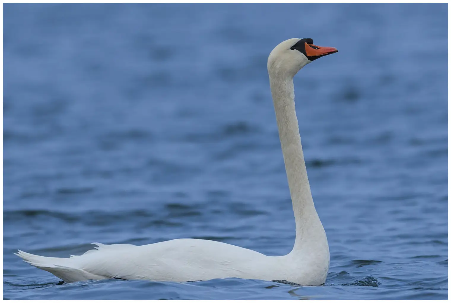 Cigno reale