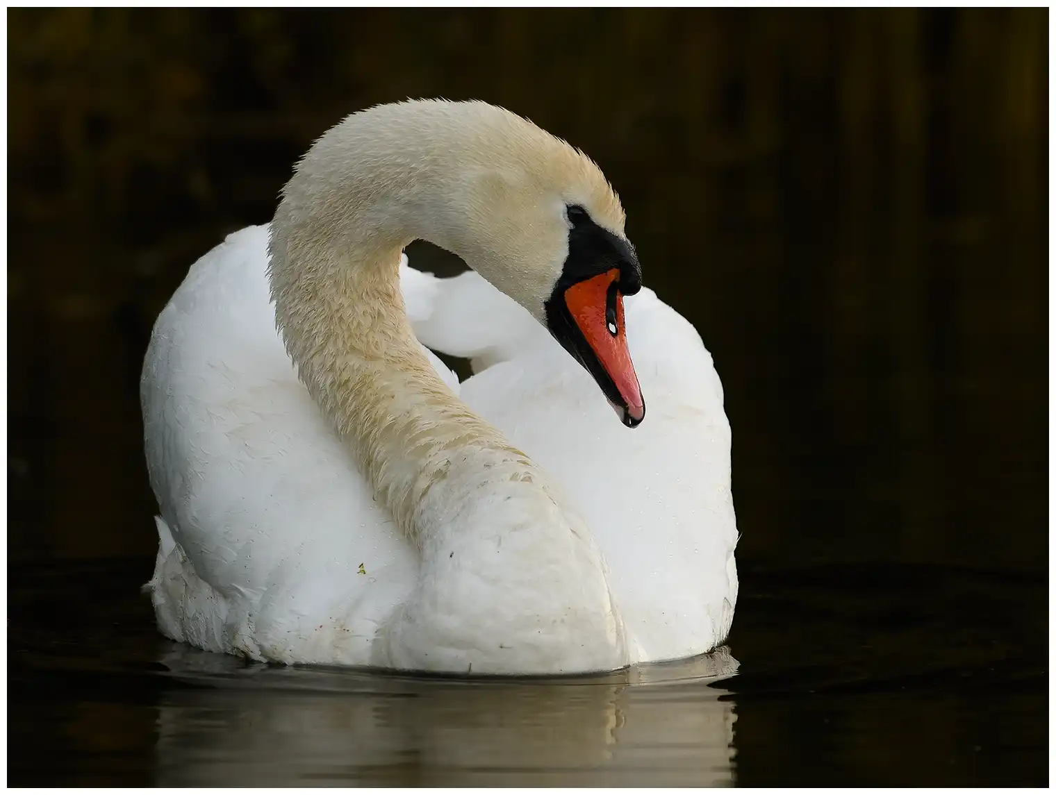 Cigno reale