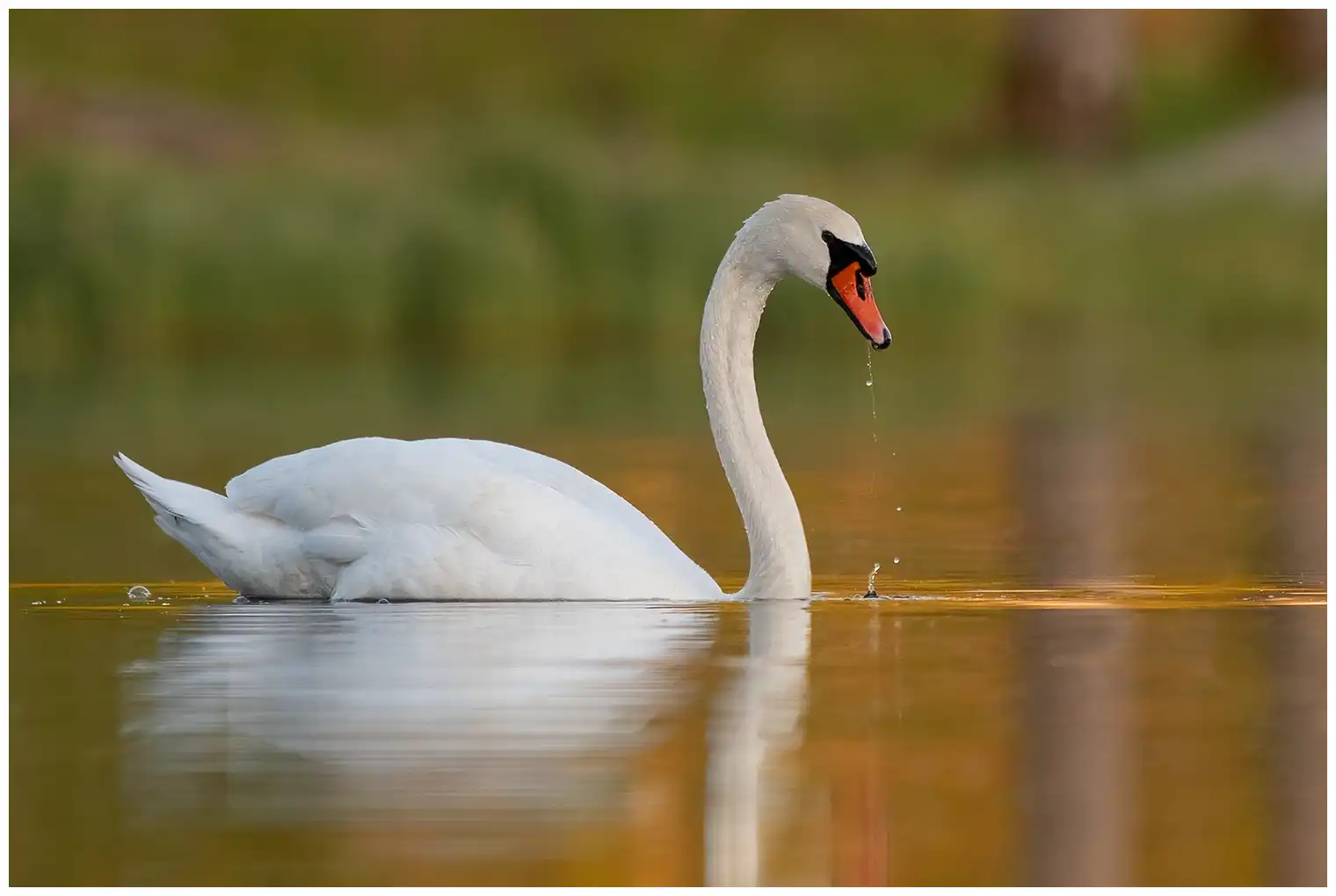 Cigno reale