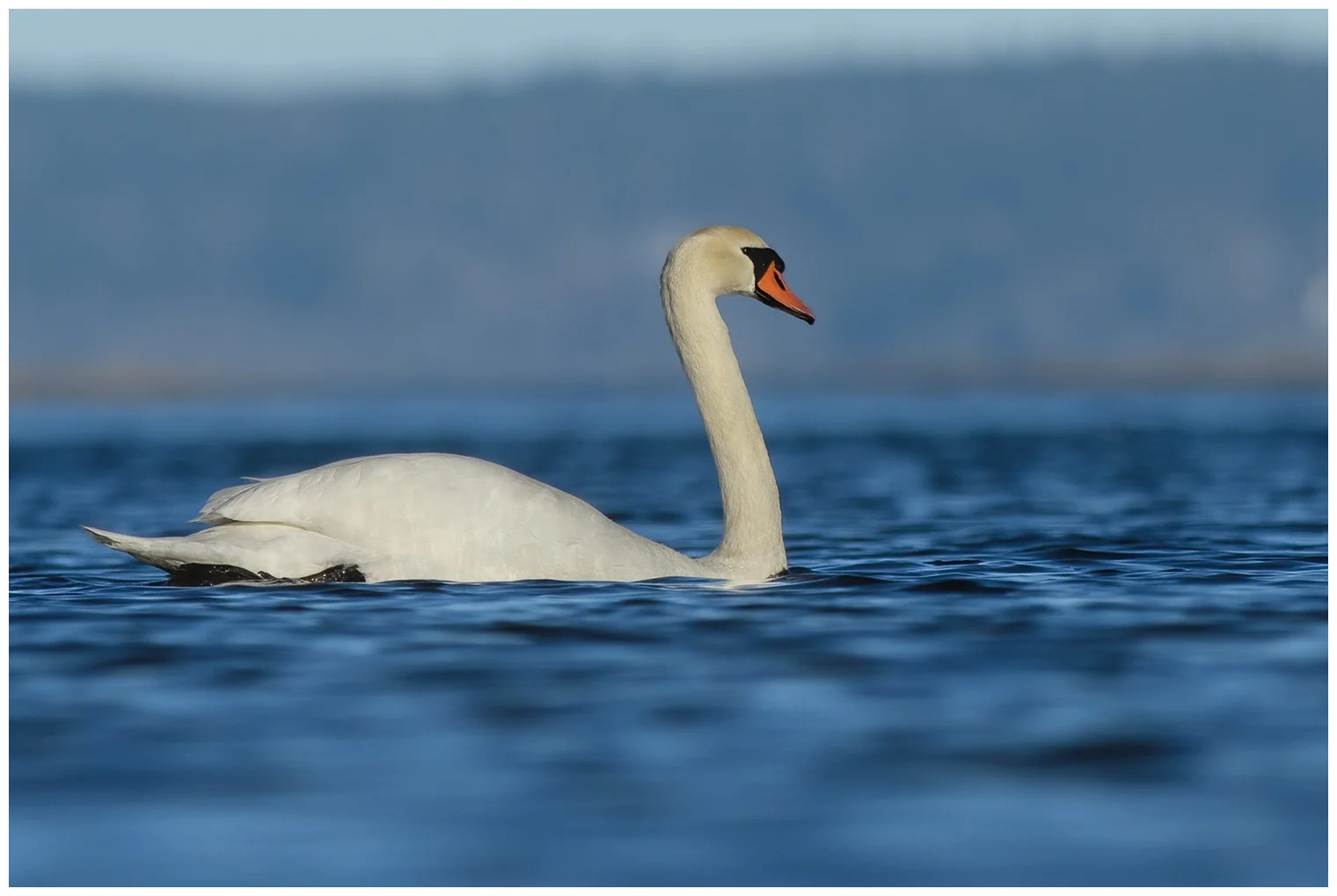 Cigno reale