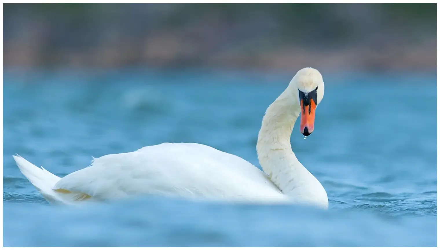 Cigno reale
