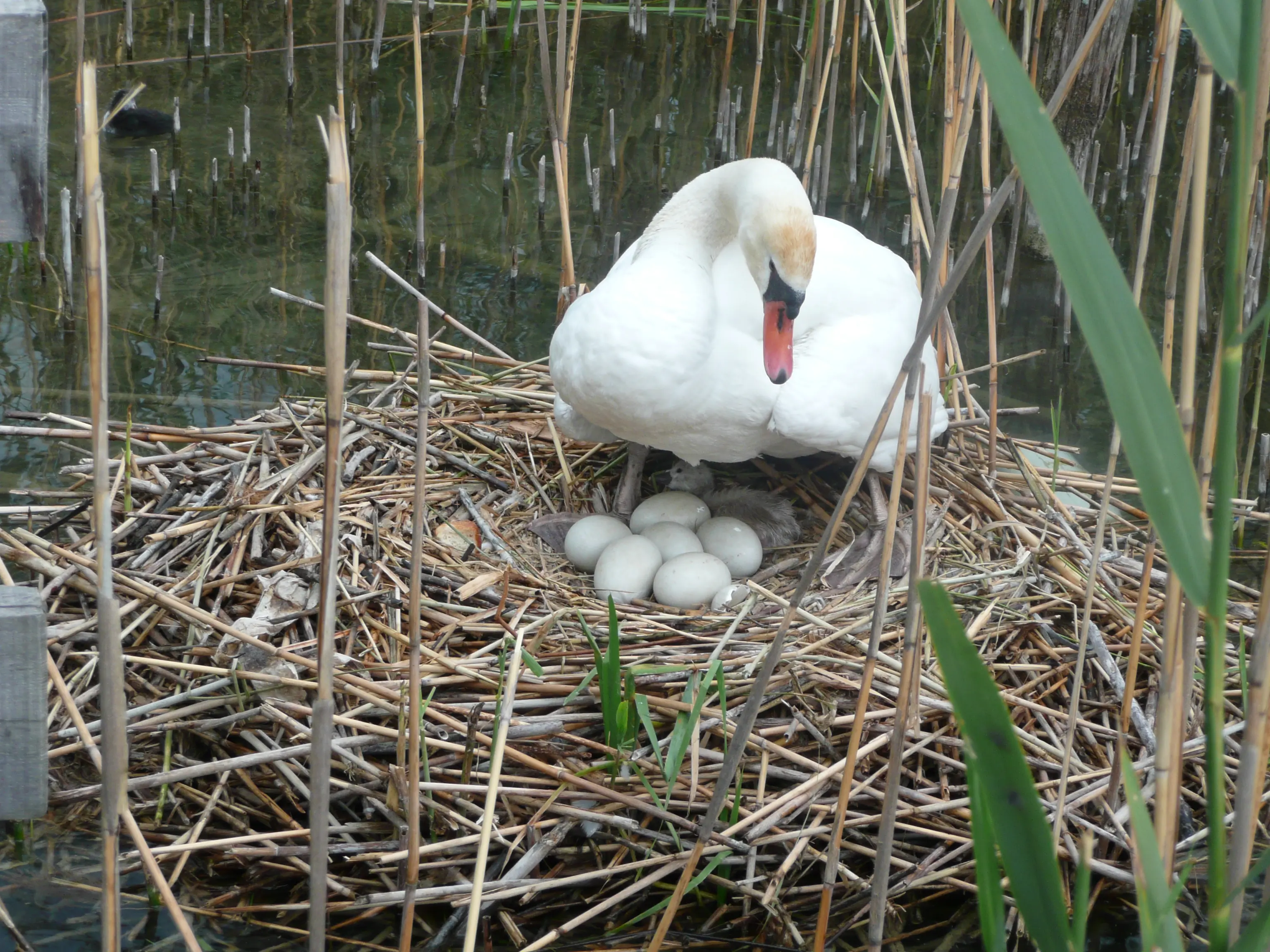 Cigno reale