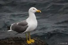 Gabbiano reale zampegialle