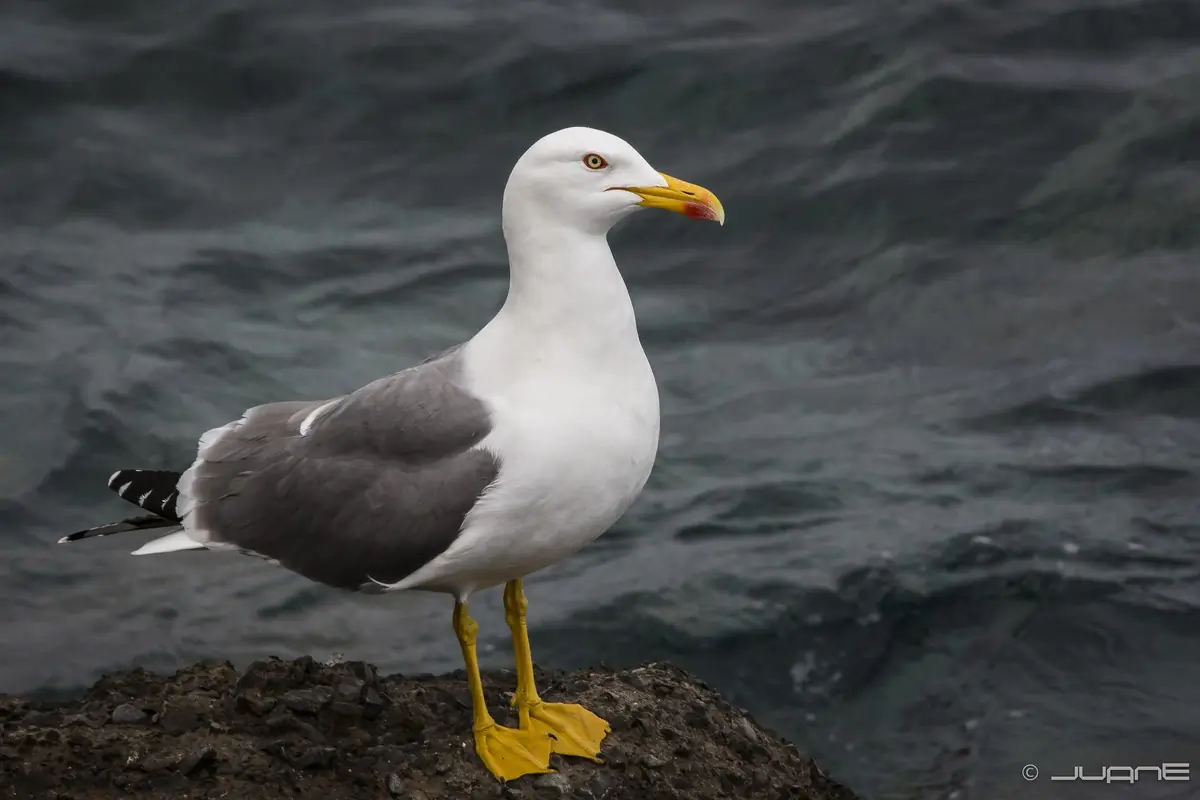 Gabbiano reale zampegialle. In piedi su una roccia vicino all'acqua.