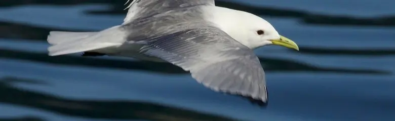 Gabbiano tridattilo. Vola sull'acqua. La parte superiore delle ali è grigia, ma le punte delle ali sono completamente nere. Le zampe sono nere e il becco è giallo.