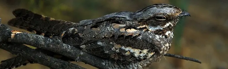 Succiacapre europeo. Su un ramo, ben mimetizzato dal piumaggio grigio-marrone. Durante il giorno rimane immobile e dorme.