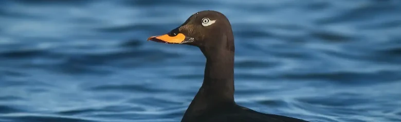 Uno Orco marino giace basso nell'acqua. L'occhio luminoso dell'uccello guarda direttamente la macchina fotografica.