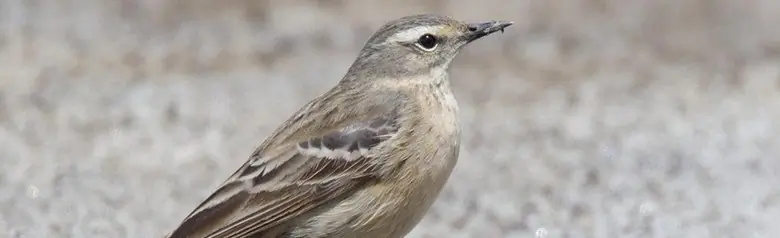 Spioncello marino. In piedi su una strada. Un uccello grigio con una striscia chiara sugli occhi.