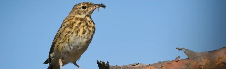 Prispolone. Seduto su un ramo con un insetto nel becco. Uccello piccolo, snello, dalla coda lunga e dal becco appuntito.