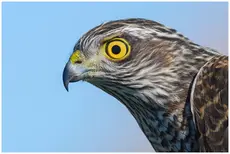Sparviero eurasiatico
