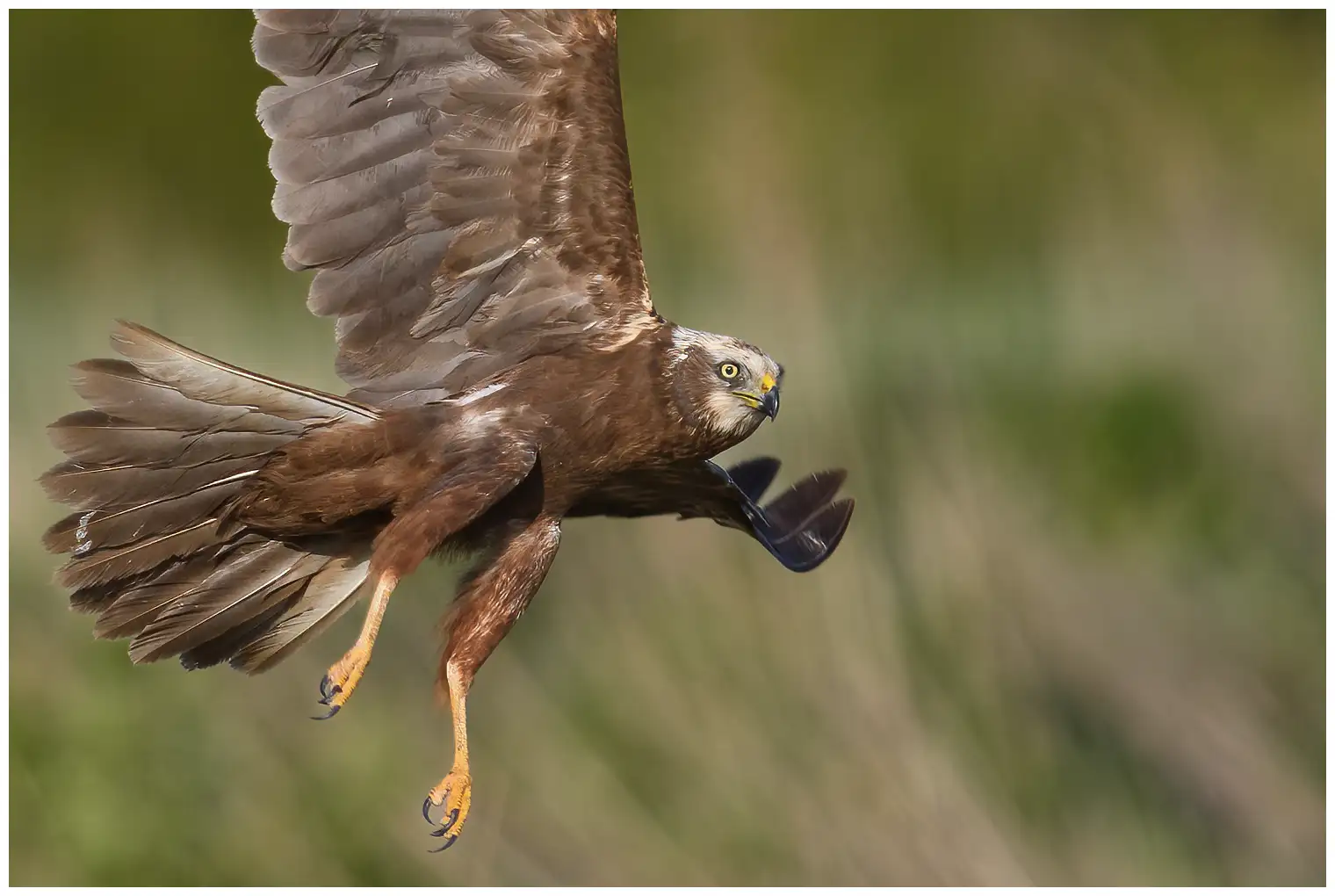 Falco di palude