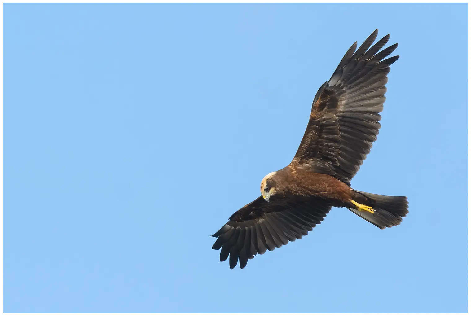 Falco di palude