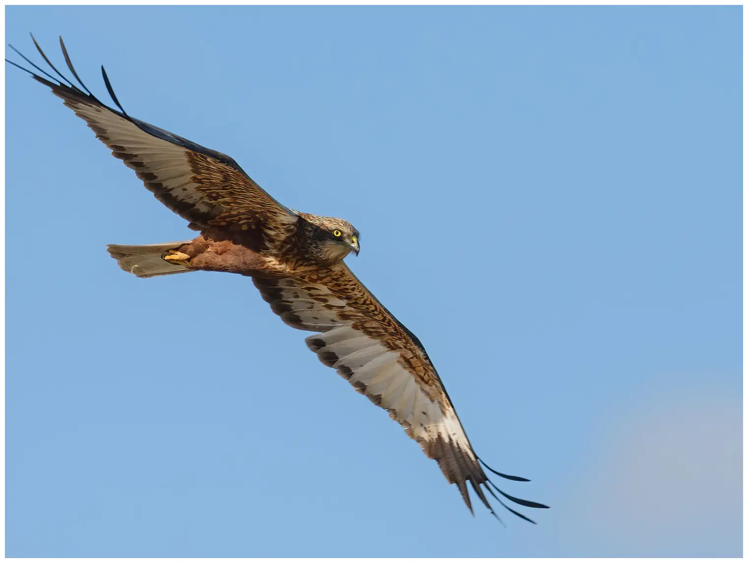 Falco di palude