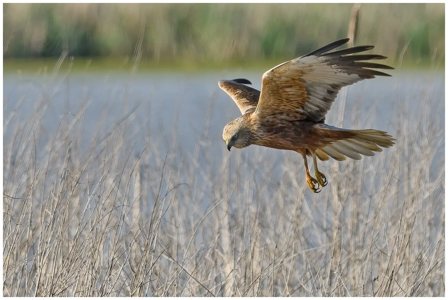 Falco di palude