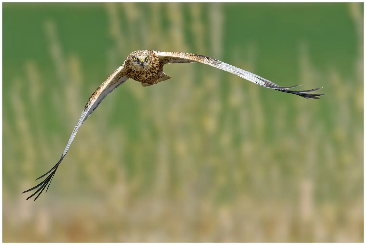 Falco di palude