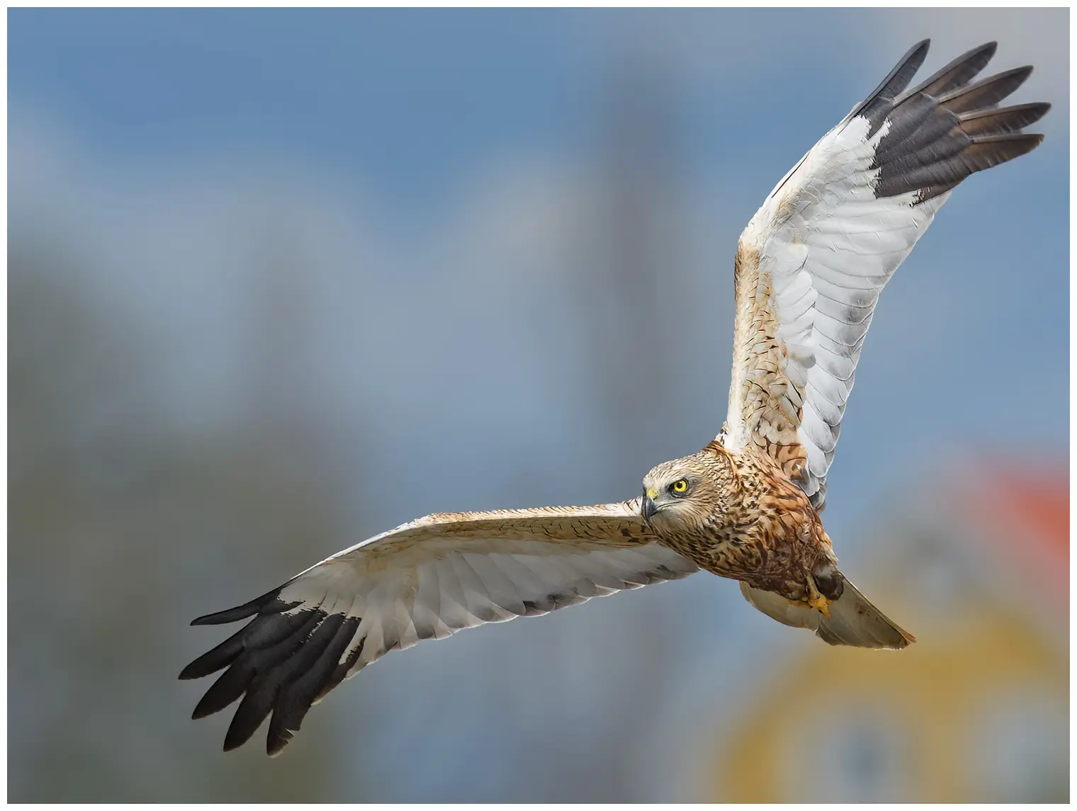 Falco di palude