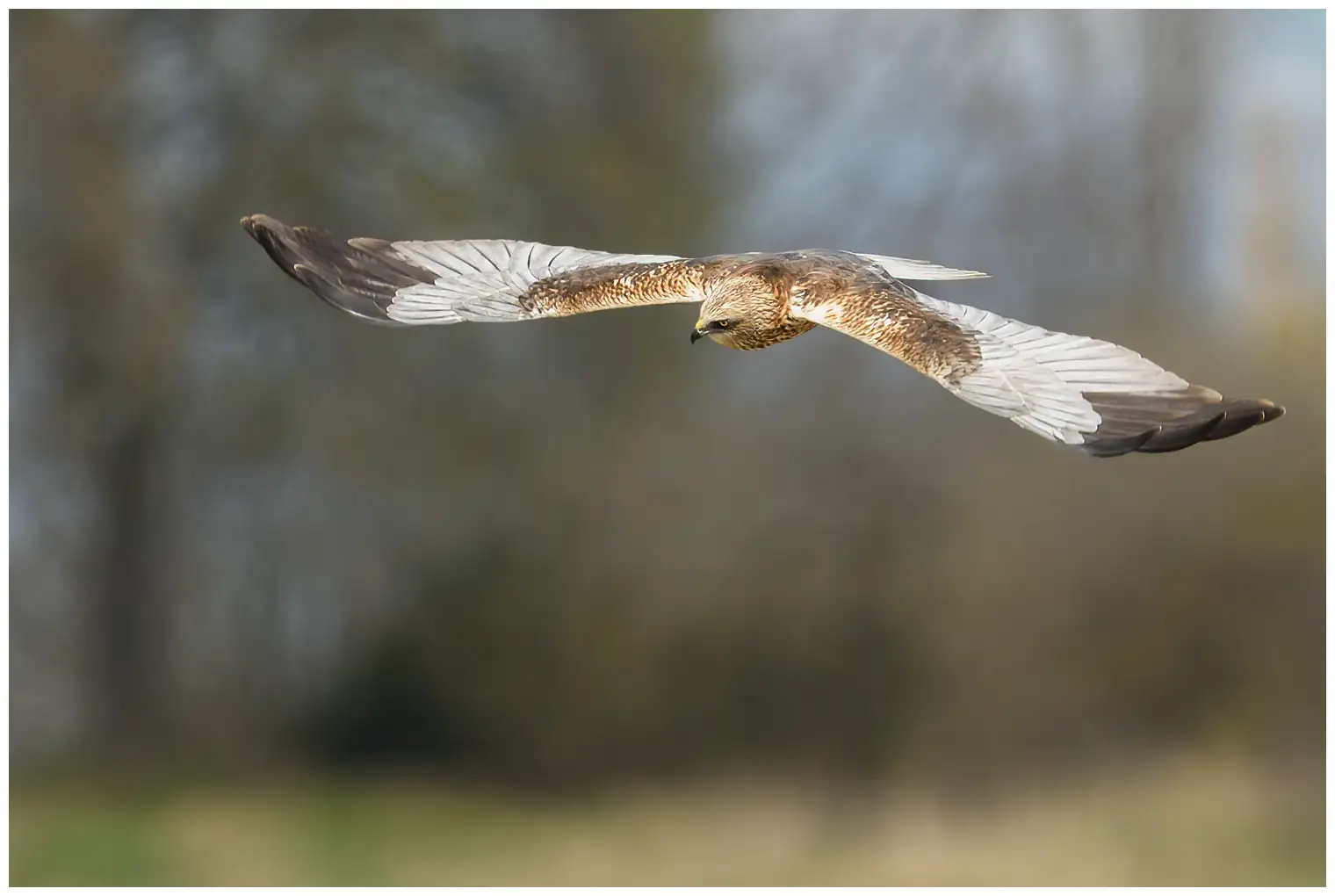 Falco di palude