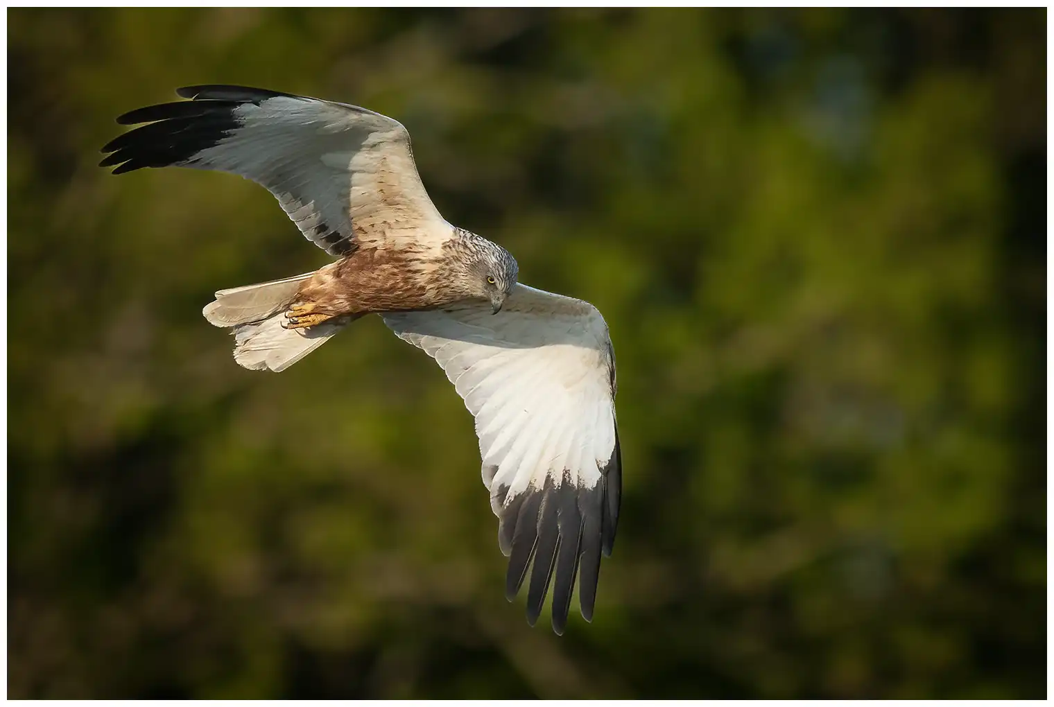 Falco di palude