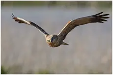 Falco di palude