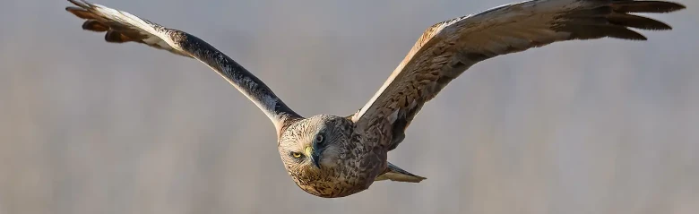 Falco di palude. Qui lo si vede di fronte mentre sorvola un canneto. Spesso vola a bassa quota sulle paludi di canneti, alla ricerca di prede.