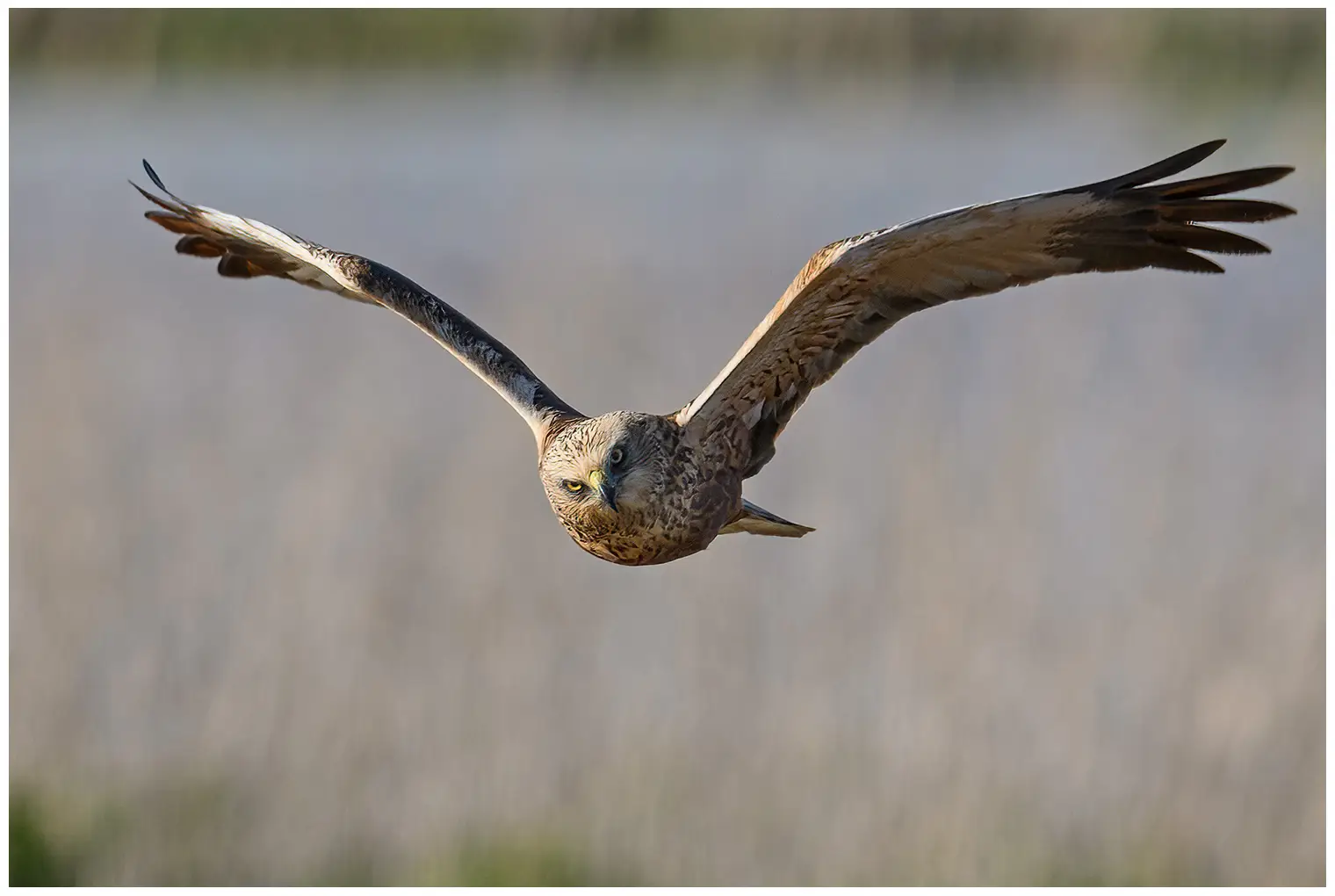 Falco di palude. Qui lo si vede di fronte mentre sorvola un canneto. Spesso vola a bassa quota sulle paludi di canneti, alla ricerca di prede.