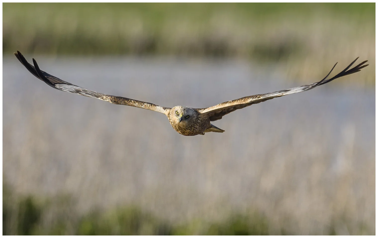Falco di palude