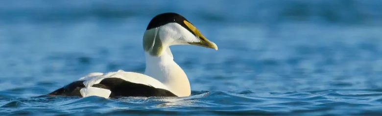 Un edredone sull'acqua con uno sfondo completamente sfocato. Si tratta di un maschio con la parte posteriore della testa verde.