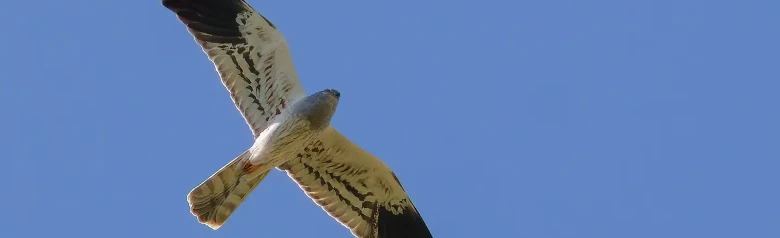 Albanella minore. Qui si vede volare contro un cielo blu. Il maschio nella foto è di colore grigio argento brillante con le punte delle ali nere.
