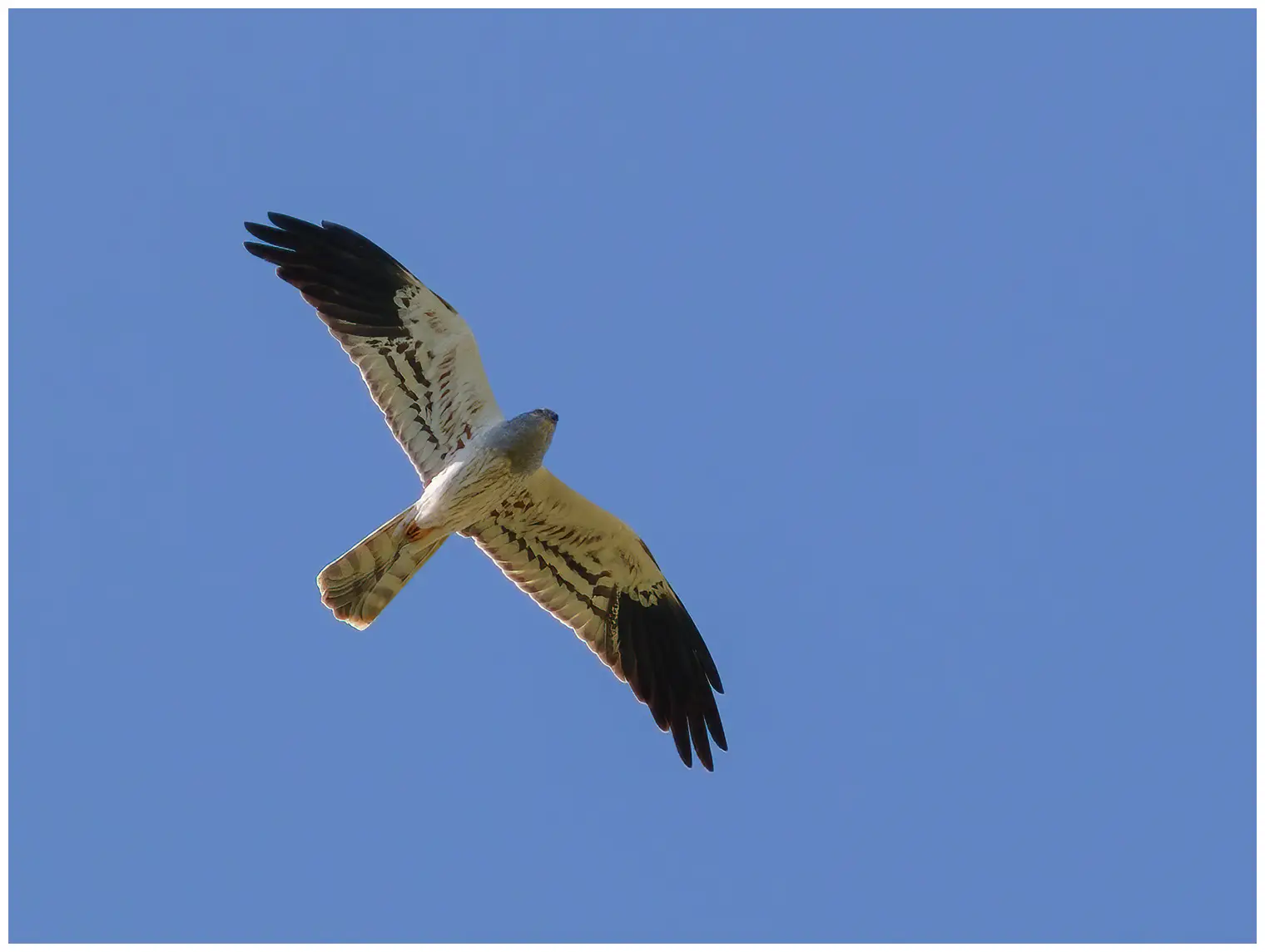 Albanella minore. Qui si vede volare contro un cielo blu. Il maschio nella foto è di colore grigio argento brillante con le punte delle ali nere.