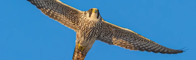 Pellegrino. Qui si vede volare contro un cielo blu. La parte inferiore dell'uccello è striata longitudinalmente, il che indica che si tratta di un giovane.