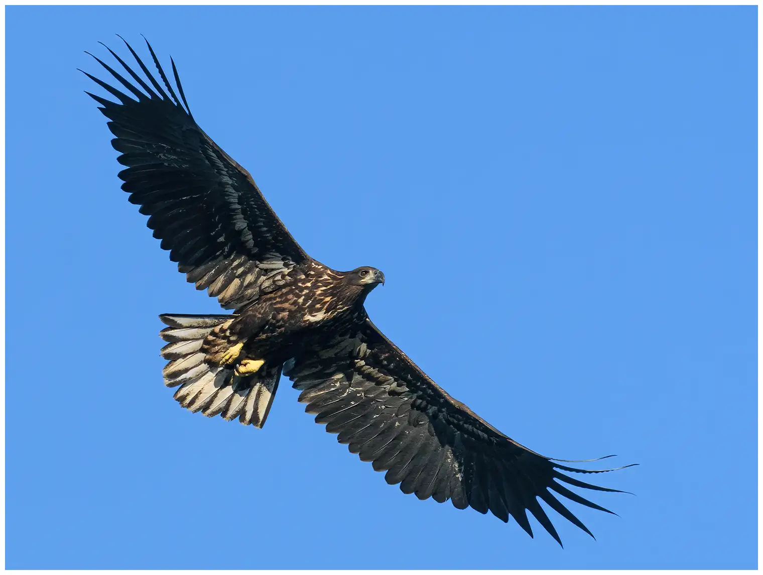 Aquila di mare codabianca